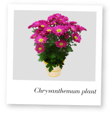 Chrysanthemum plant photo