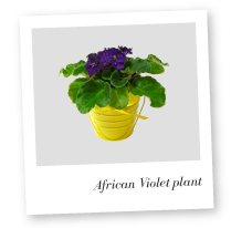 African Violet plant photo