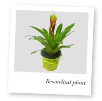 Bromeliad plant photo