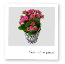 Calandiva Plant image