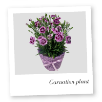 Carnation Plant Image