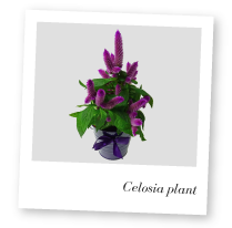 Celosia plant photo