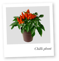 Chilli plant photo