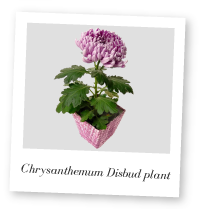 Chrysanthemum Disbud Picture