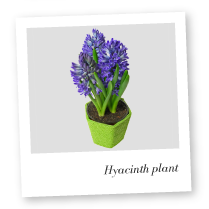 Hyacinth Plant