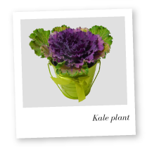 Kale Plant Photo