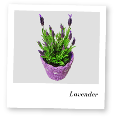 Lavender Plant Image