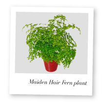 Maiden Hair Fern Plant