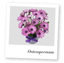 Osteospermum plant image