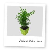 Parlour Palm Plant