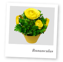 Ranunculus Plant Image