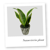 Sansevieria Plant