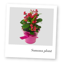 Somona Plant image