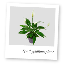 Spathiphyllum Plant