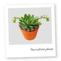 Succulent Plant Image