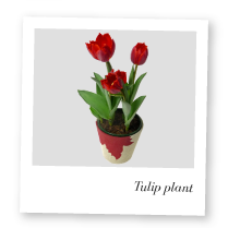 Tulip Plant