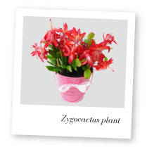 Zygocactus Plant Image