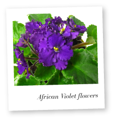 African Violet flower image