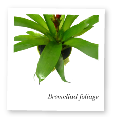 Bromeliad Foliage