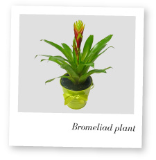 Bromeliad Plant photo