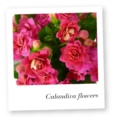 Calandiva Flowers image