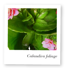 Calandiva Foliage Image