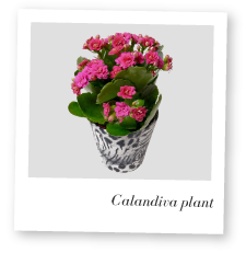Calandiva Pland Image