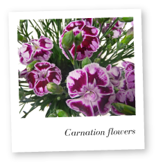 Carnation Flowers Image