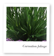 Carnation Foliage Image