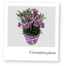 Carnation Plant Image