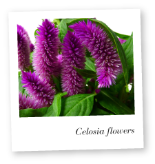 Celosia Flower image