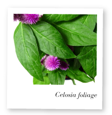 Celosia foliage image