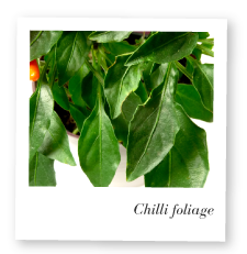 Chilli plant foliage photo