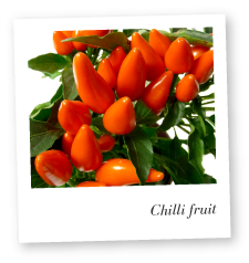 Chilli plant fruit photo