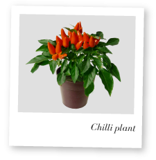 Chilli plant photo