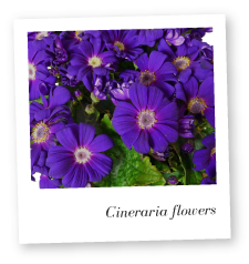 Cineraria flowers Image