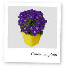 Cineraria Plant image