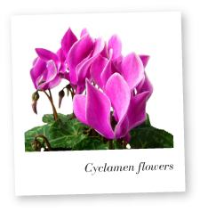 Cyclamen flowers photo