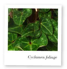 Cyclamen foliage photo