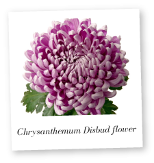 Chrysanthemum Disbud Flower