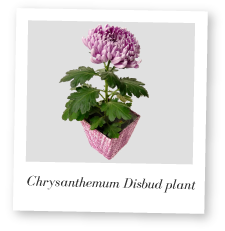 Chrysanthemum Disbud Plant