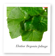 Elatior Begonia foliage photo