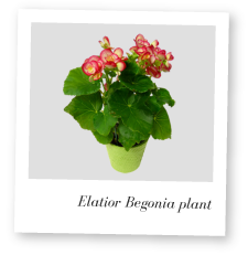 Elatior Begonia plant photo