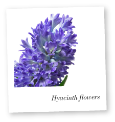 Hyacinth Flower Photo