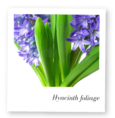 Hyacinth Foliage