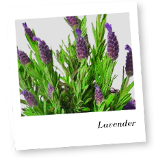 Lavender Flower Image