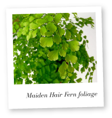Maiden Hair Plant Foliage