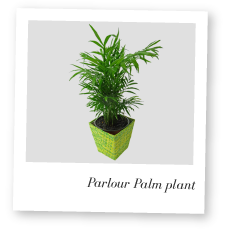 Parlour Palm Plant