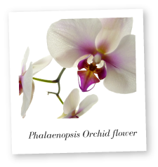 Phalaenopsis Flower