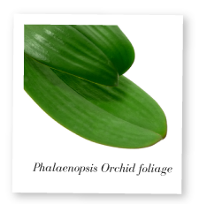 Phalaenopsis Foliage